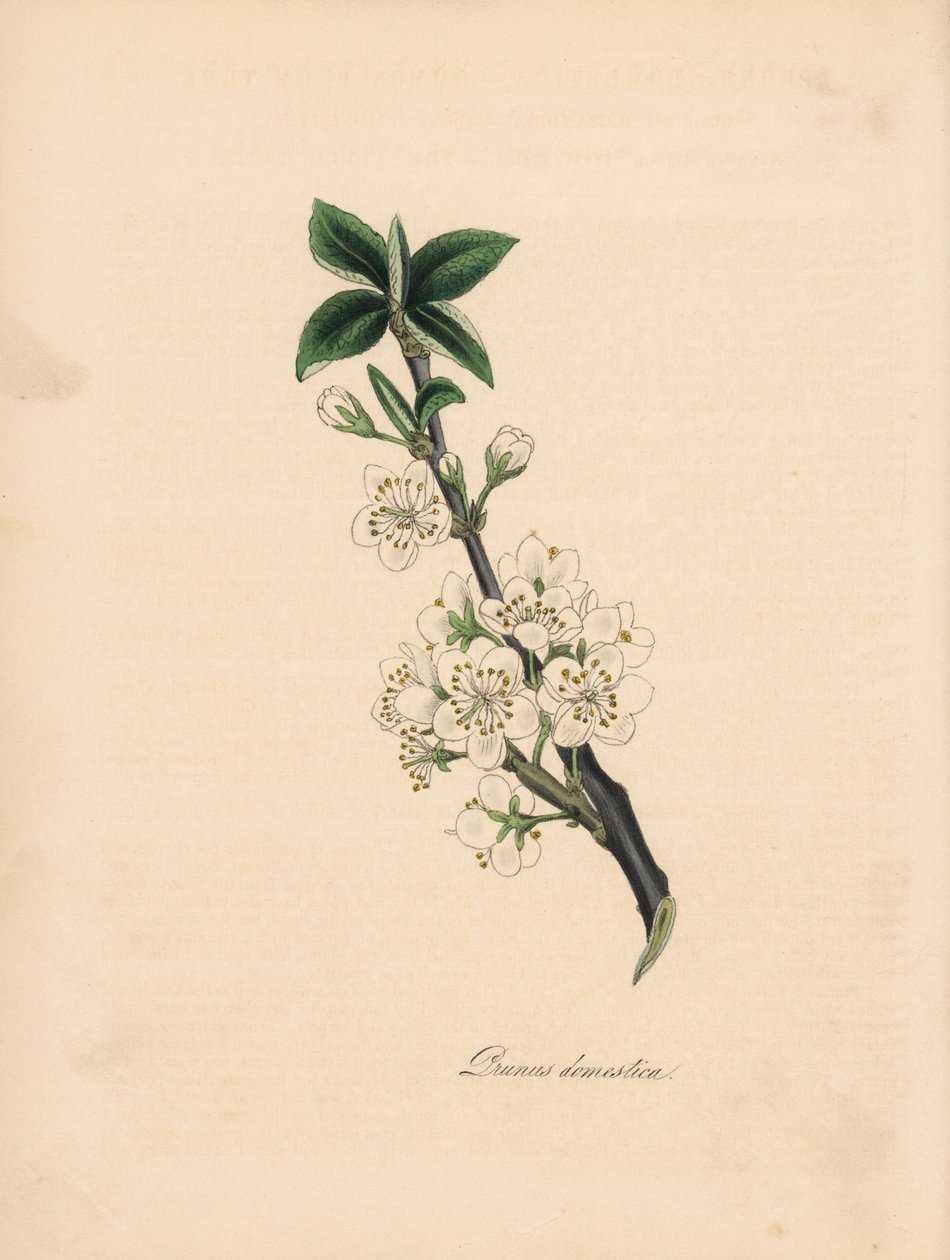 Prugno comune, Prunus domestica. Tratto da un