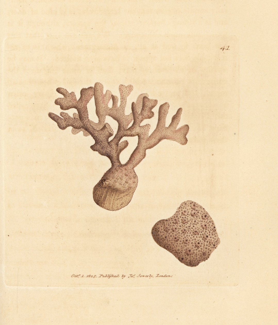 Porella compressa (Millepora compressa) da James Sowerby