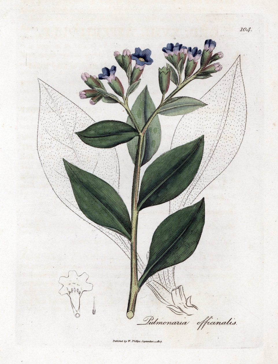 Polmonaria officinale - Pulmonaria officinalis. Incisione a mano colorata da un