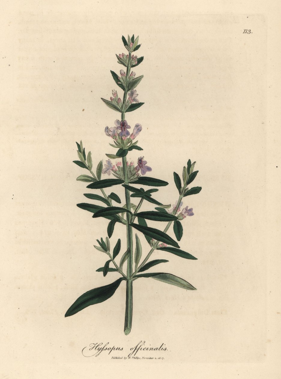 Issopo a fiori viola, Hyssopus officinalis da James Sowerby