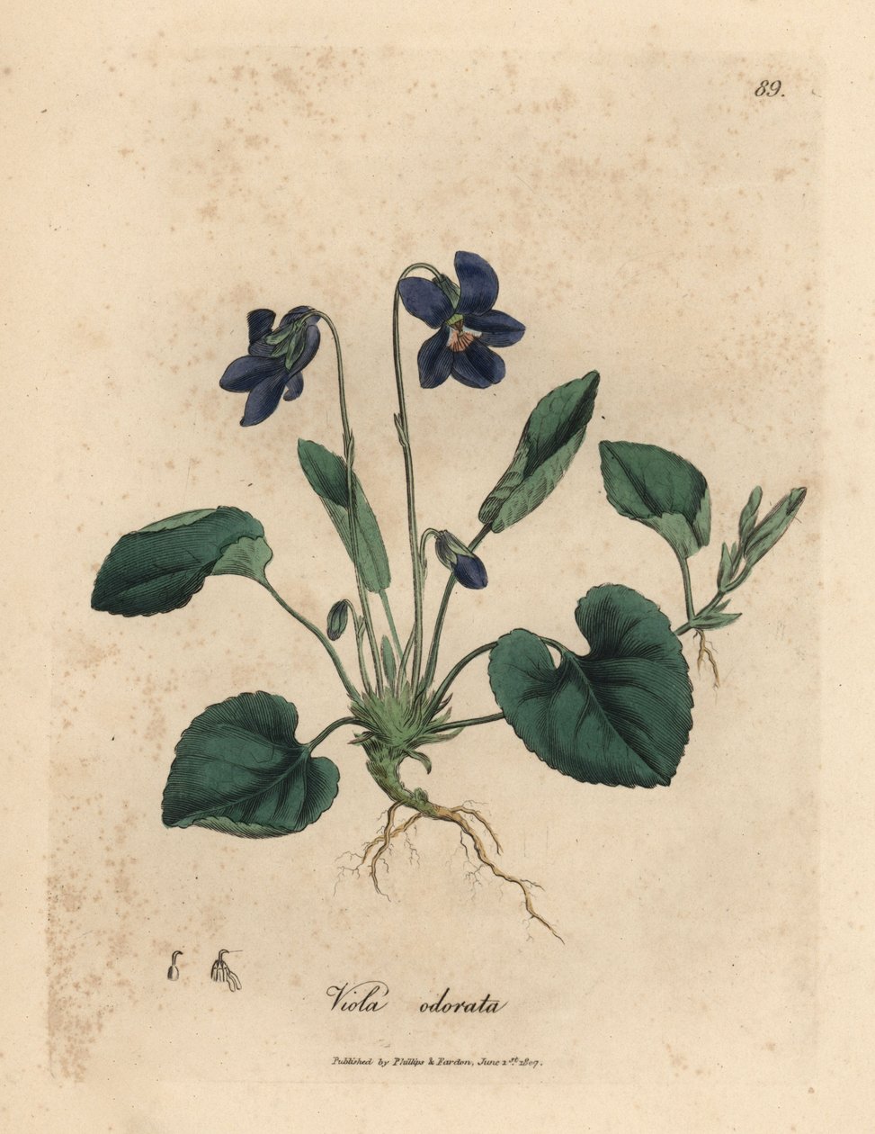 Viola odorata a fiori viola, Viola odorata da James Sowerby