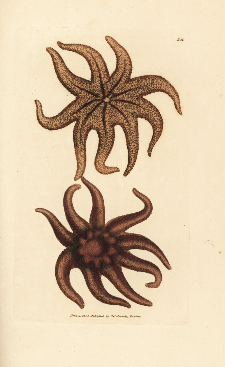 Stella marina viola, Solaster endeca da James Sowerby