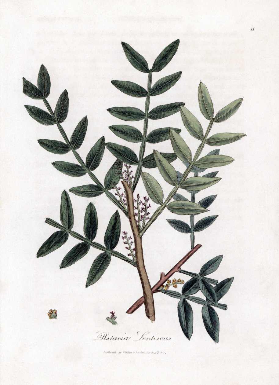 Lentisco - Pistacia lentiscus. Incisione a mano colorata da un