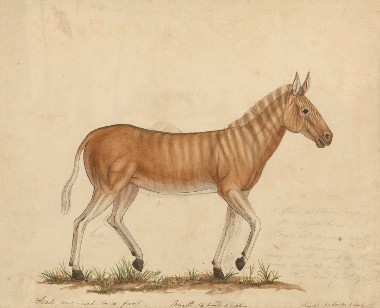 Zebra Quagga da James Sowerby