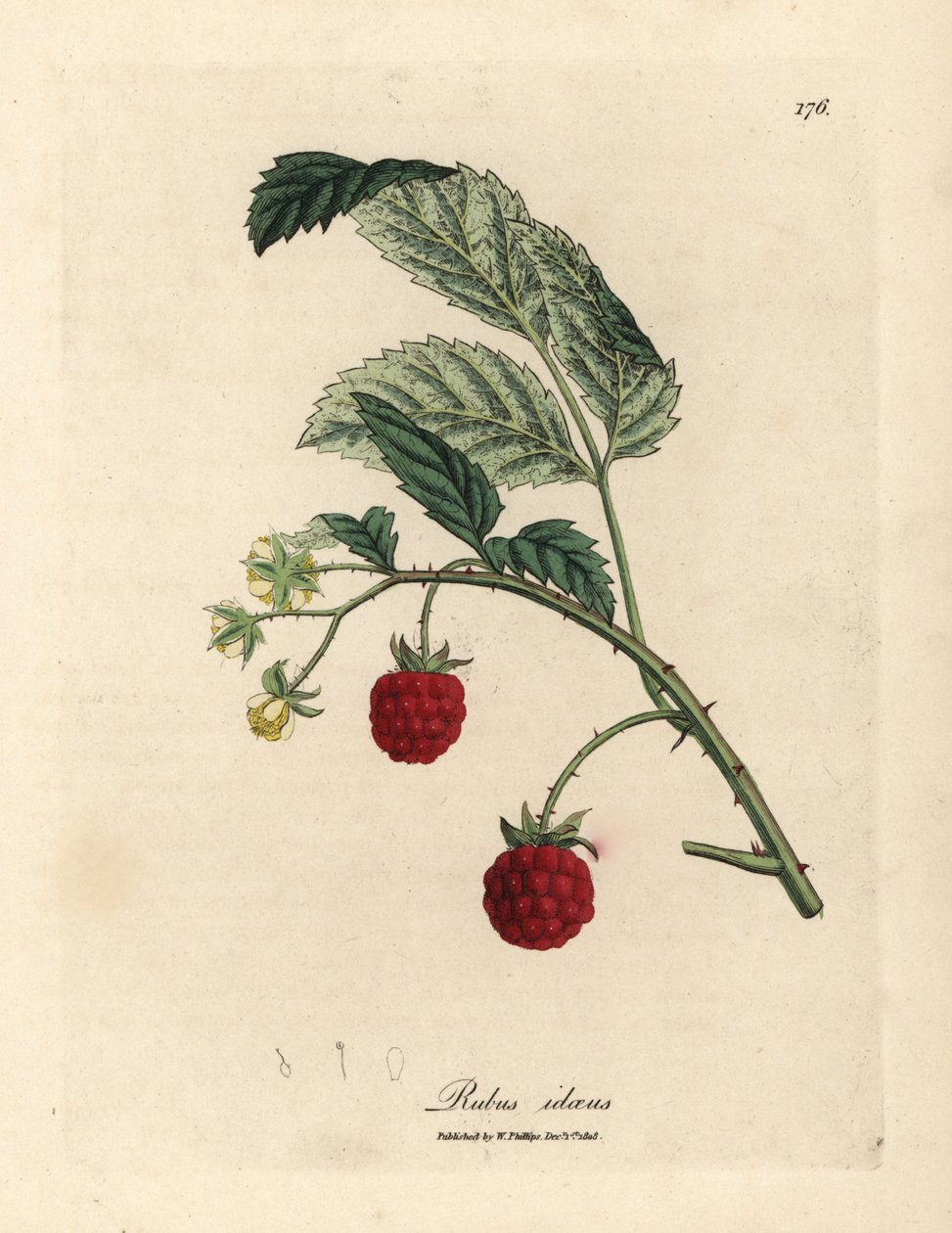 Cespuglio di lamponi con frutti maturi e fiori gialli, Rubus idaeus da James Sowerby