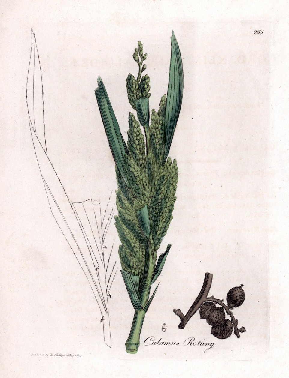 Rattan Palm - Rotang cane, Calamus rotang da James Sowerby