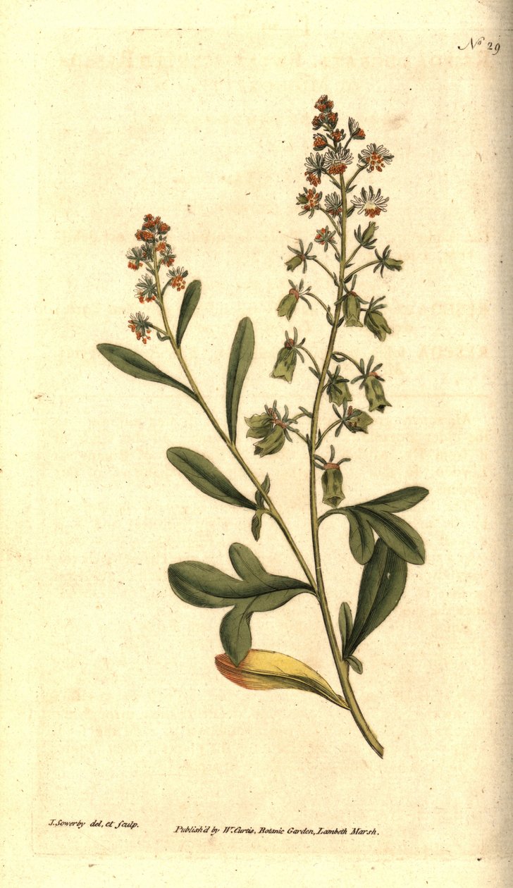 Reseda odorosa da James Sowerby