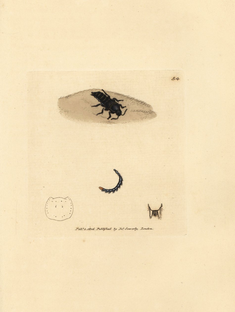 Coleottero rove, Velleius dilatatus da James Sowerby