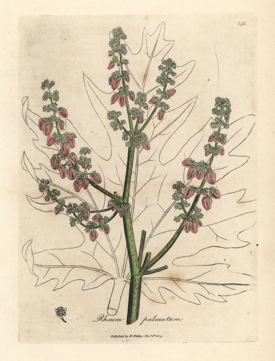 Fiori e steli di rabarbaro, contorno della foglia, Rheum palmatum da James Sowerby