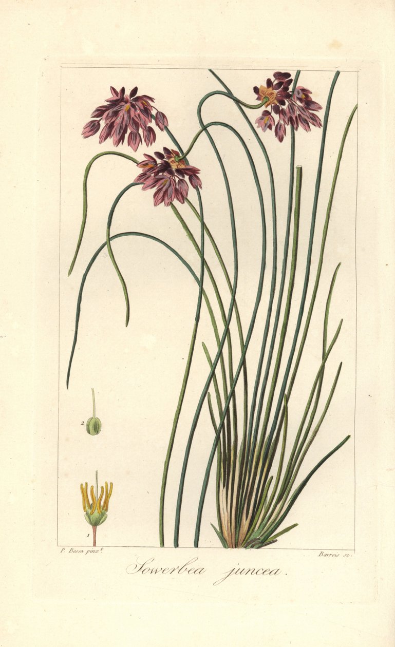Giglio di giunco, Sowerbaea juncea, nativo dell