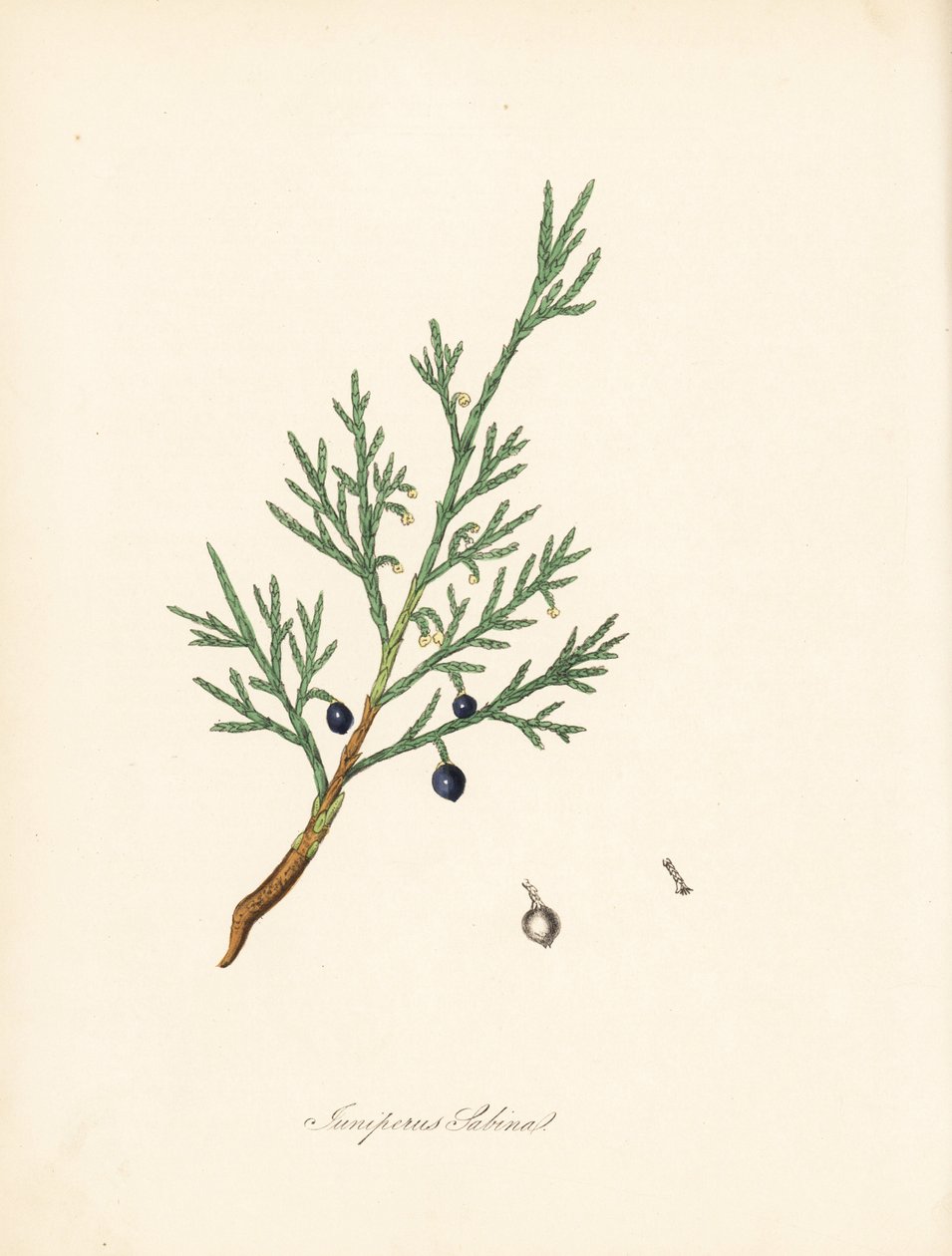 Ginepro sabina, Juniperus sabina. Tratto da un