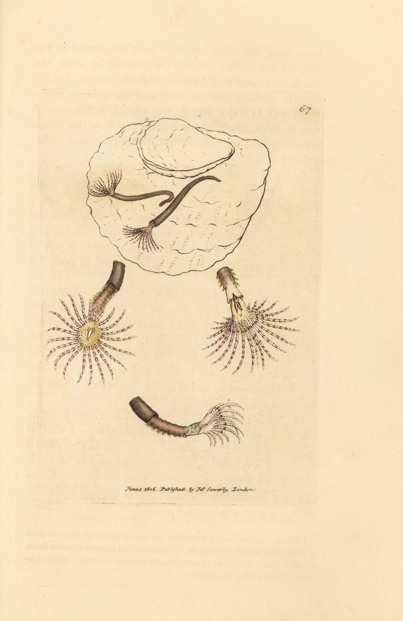 Verme di sabbia con antenne cremisi, Amphitrite rosea da James Sowerby