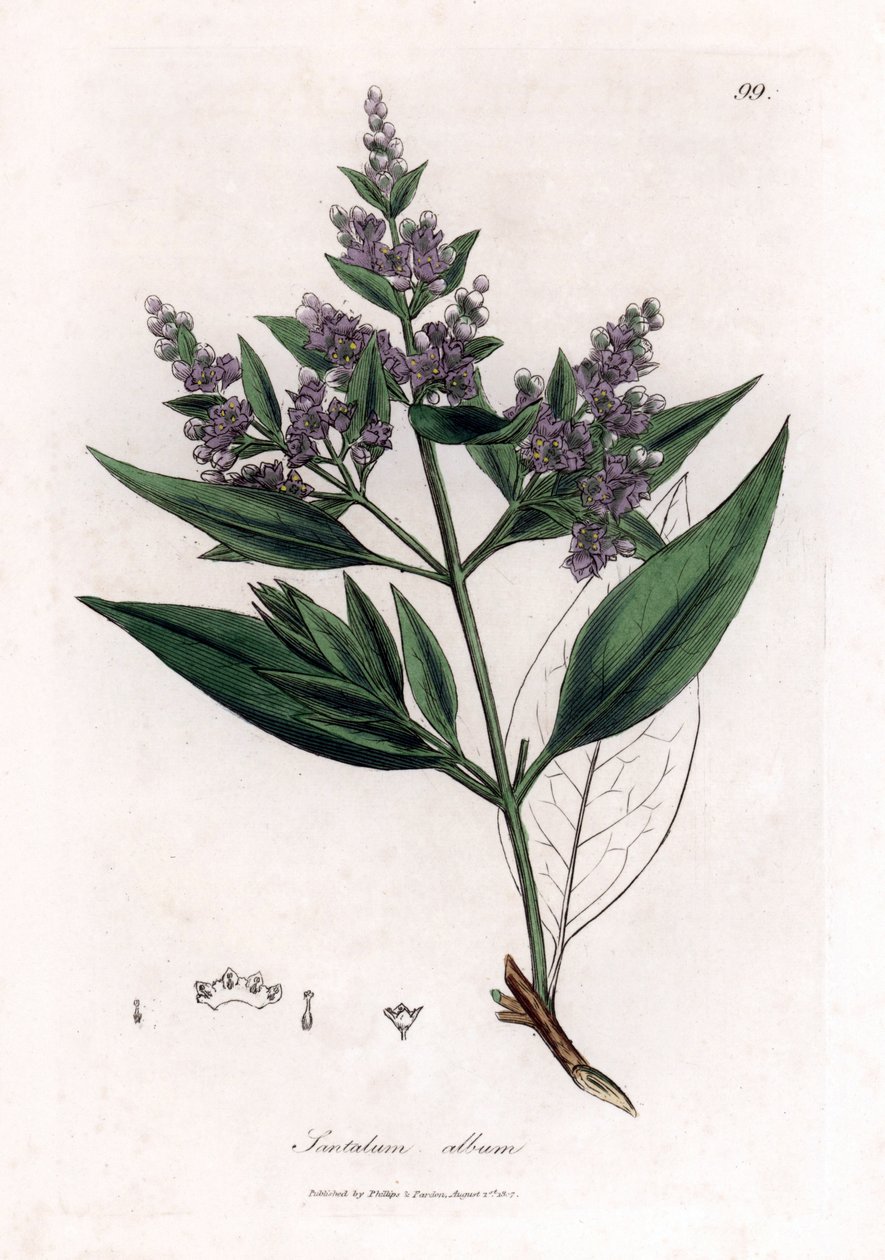 Sandalwood - Sandalo indiano, Santalum album da James Sowerby