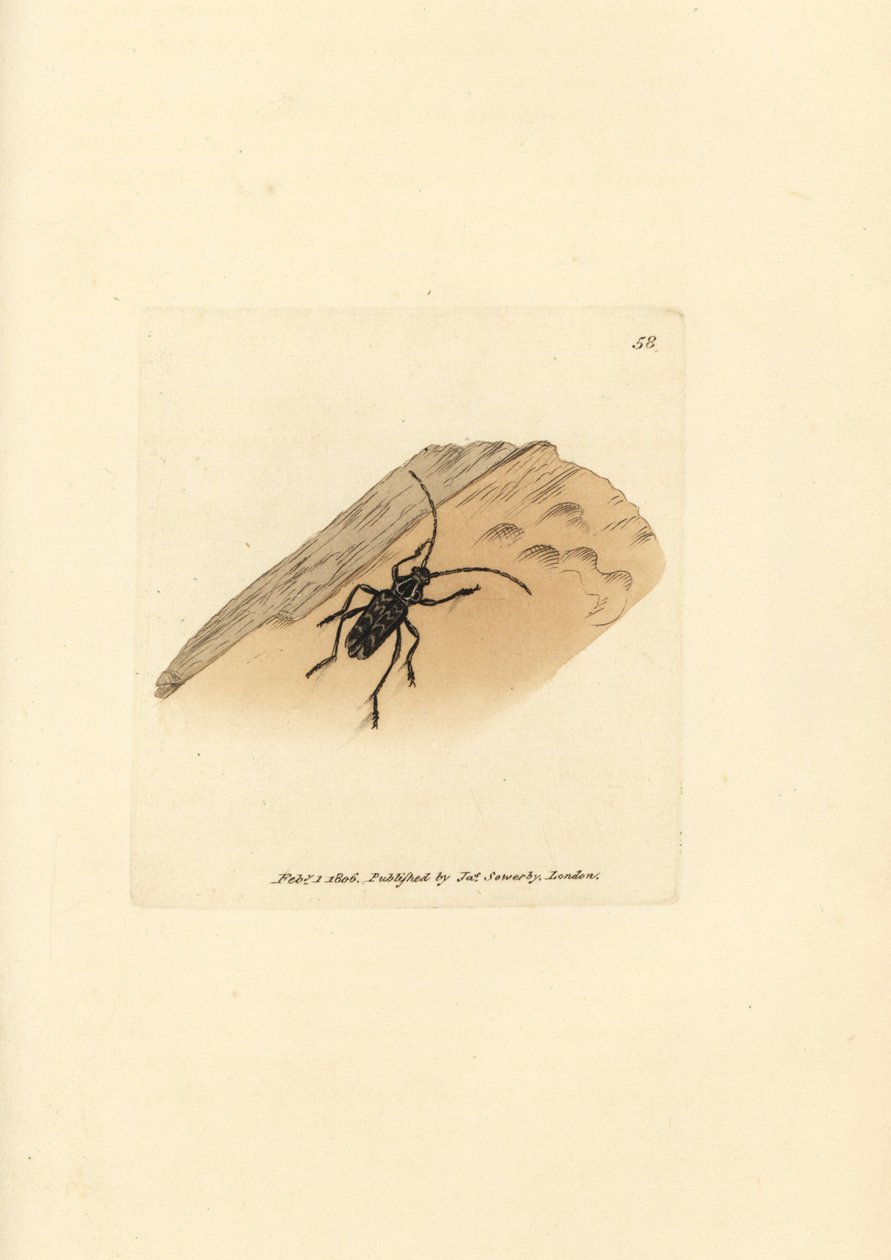 Coleottero Sarosesthes fulminans da James Sowerby
