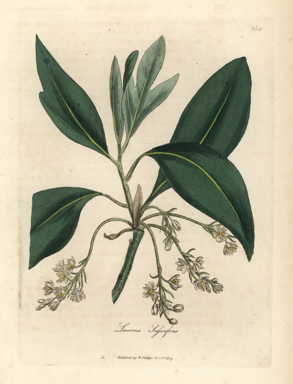 Albero di sassofrasso, Laurus sassafras da James Sowerby