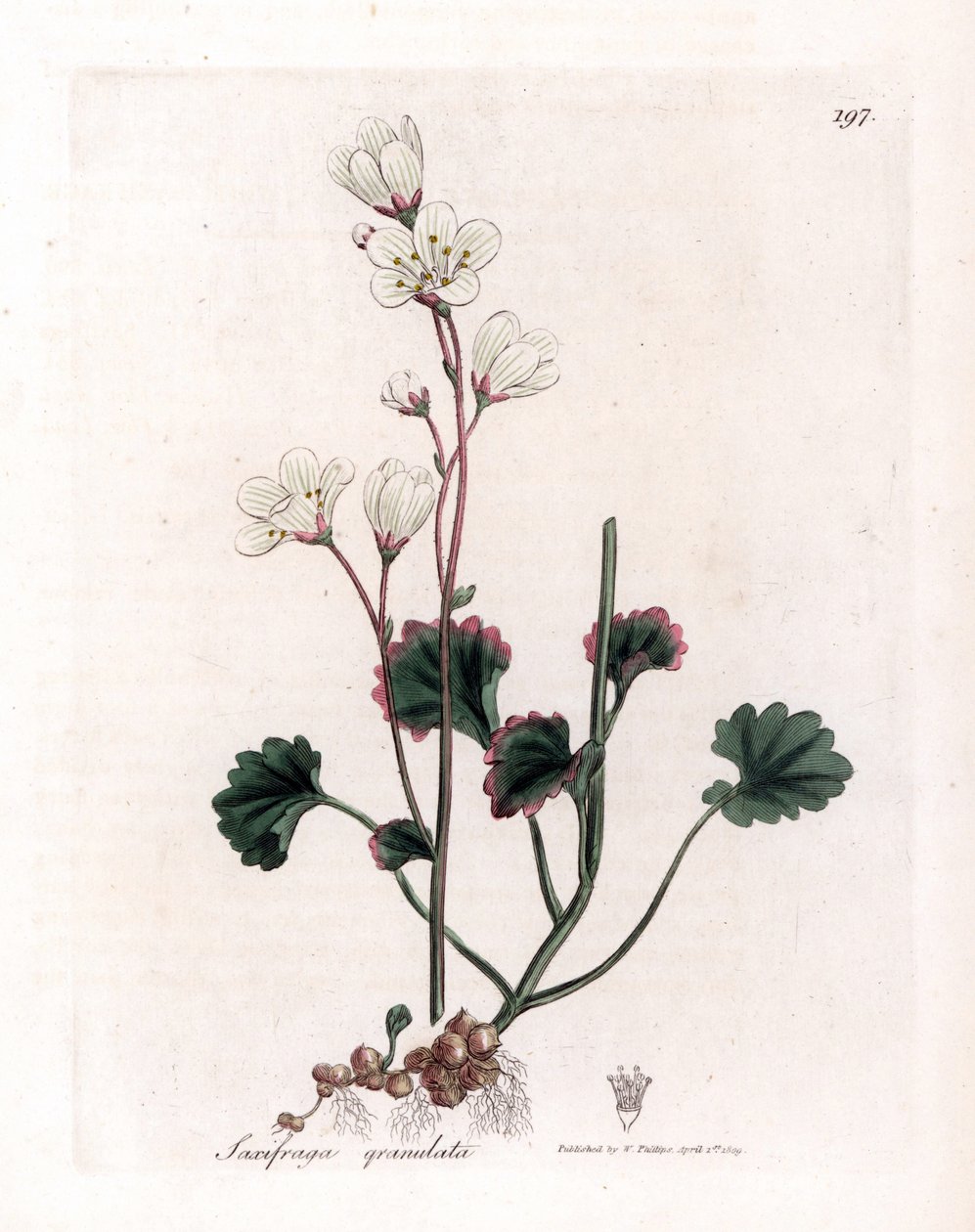 Sassifraga granulata - Saxifraga granulata. Incisione a mano colorata su rame da un