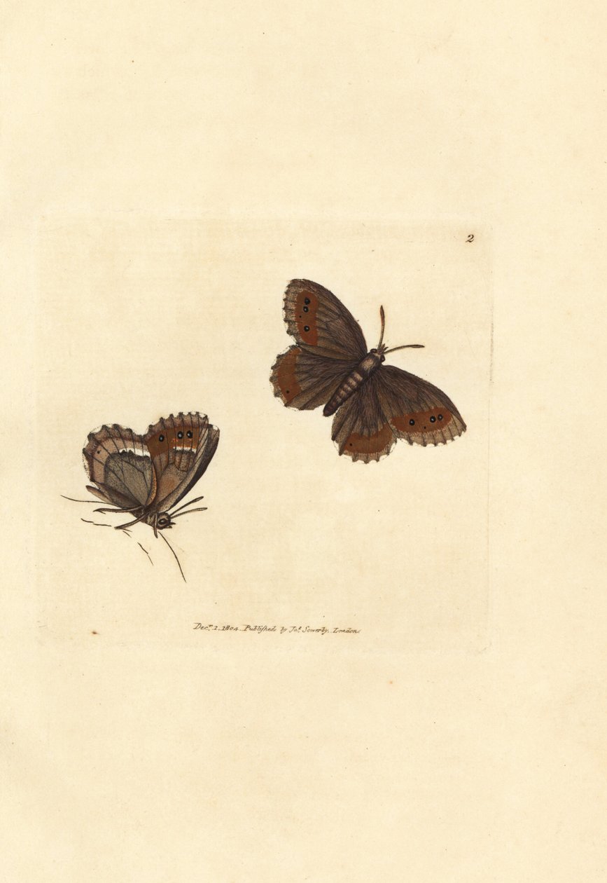 Farfalla Argus scozzese, Erebia aethiops da James Sowerby