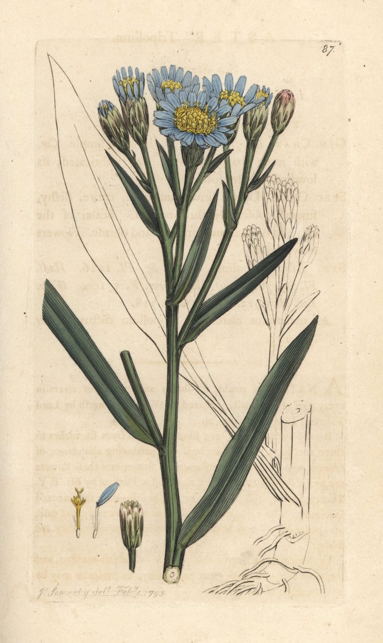 Aster marino, Tripolium pannonicum subsp. tripolium da James Sowerby