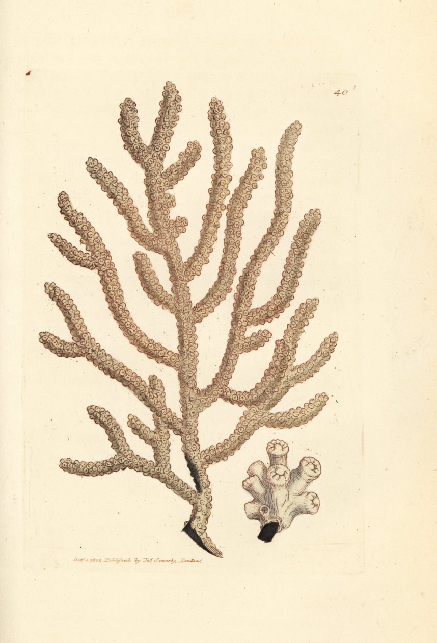 Ventaglio di mare, specie di Gorgonia da James Sowerby