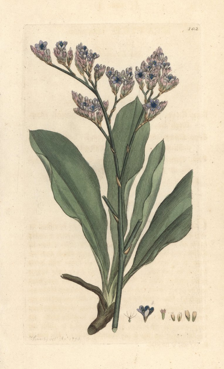 Lavanda di mare, Limonium vulgare da James Sowerby