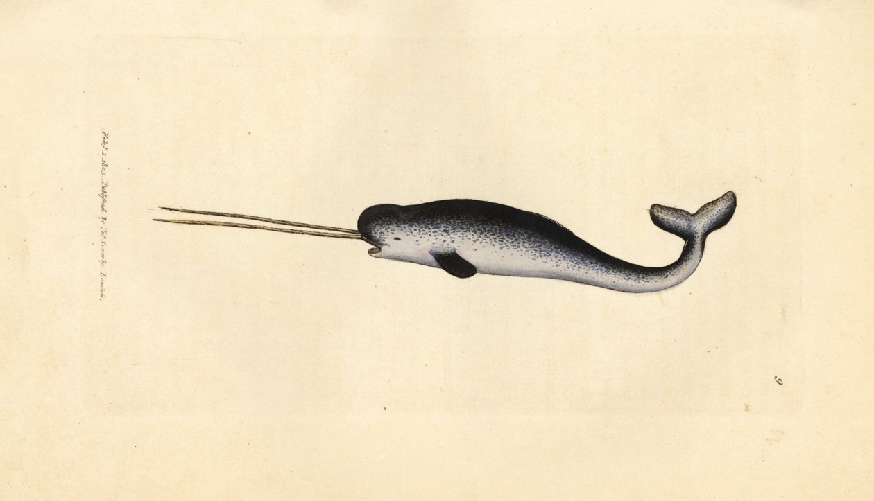 Narvalo, Monodon monoceros da James Sowerby