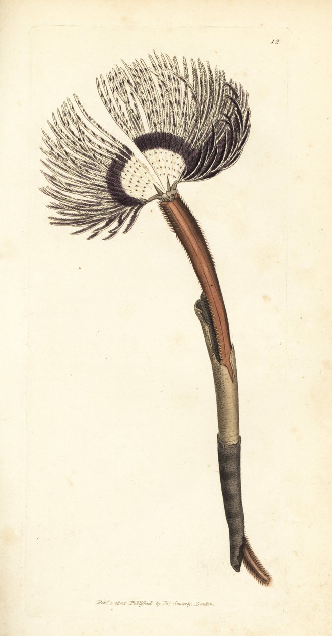 Verme marino, Amphitrite ventilabrum da James Sowerby