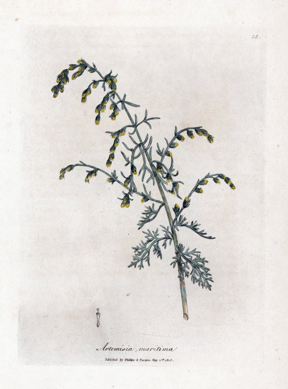 Assenzio marino, Artemisia maritima da James Sowerby