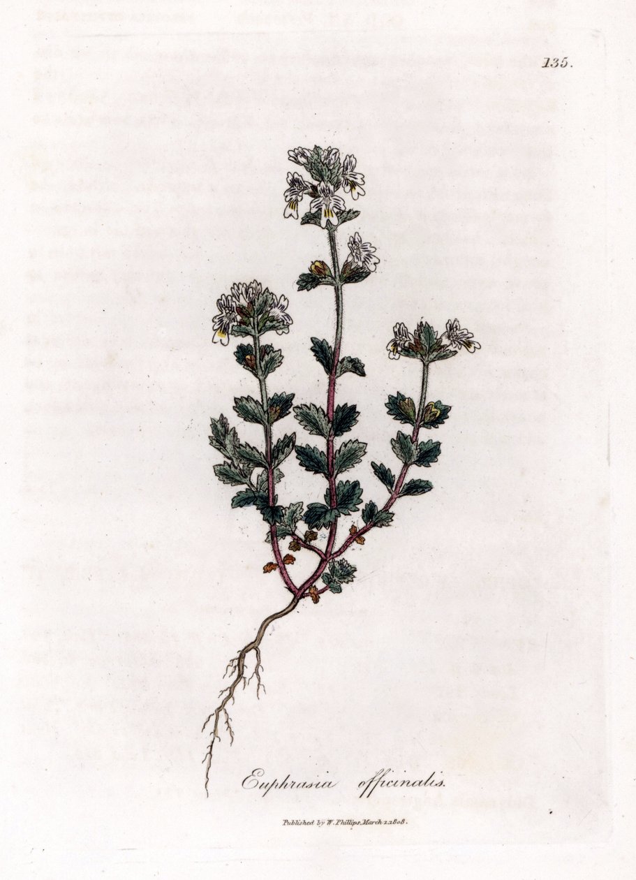 Erba degli orbi - Euphrasia officinalis. Incisione a mano colorata su rame da un