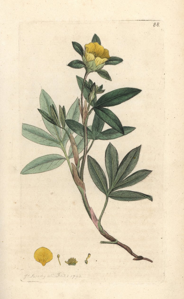 Dasiphora fruticosa o Potentilla fruticosa. Incisione a mano colorata su rame da un