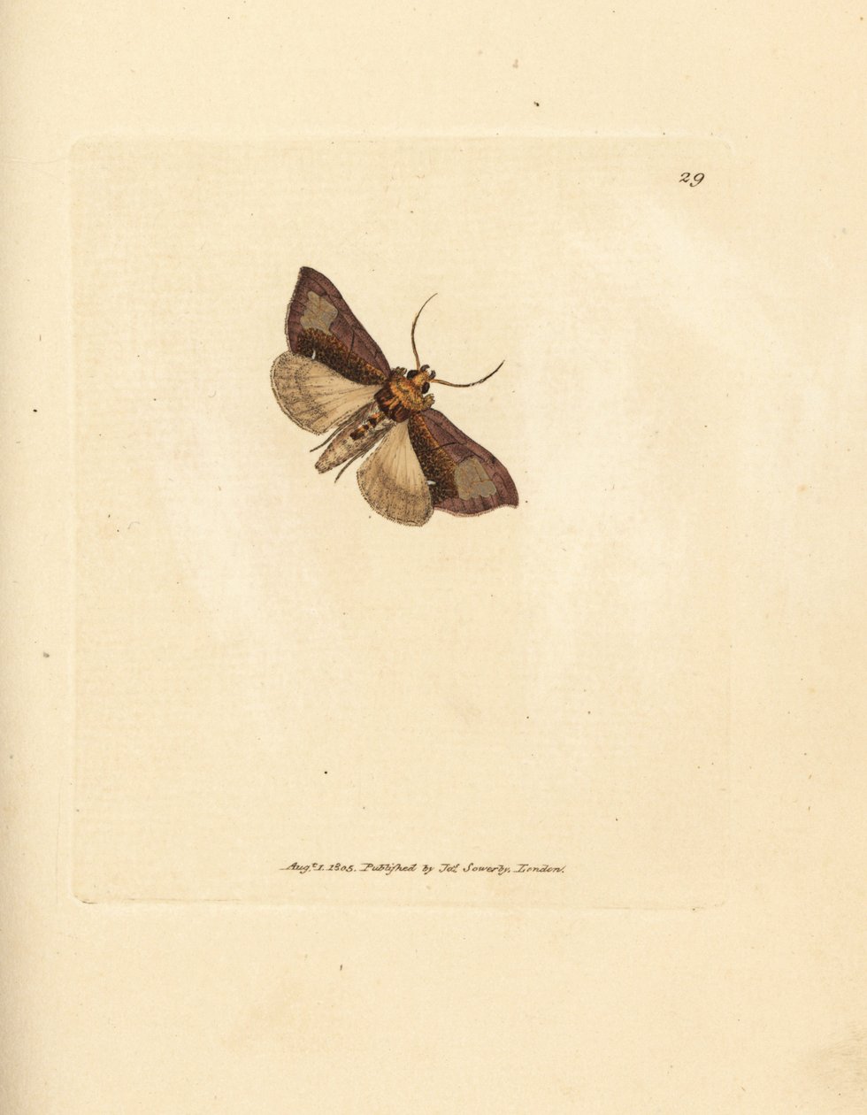 Brassola lucida Thysanoplusia orichalcea da James Sowerby