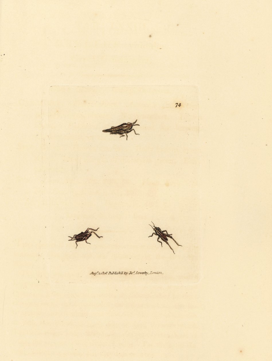 Cavalletta snella, Tetrix subulata da James Sowerby