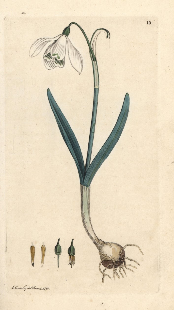 Bucaneve, Galanthus nivalis da James Sowerby