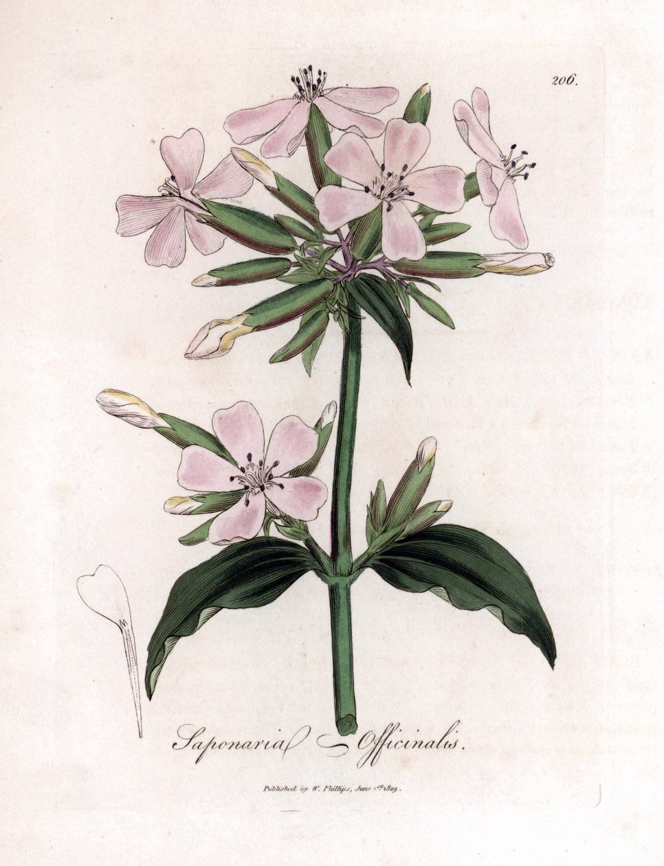 Saponaria, Saponaria officinalis. Incisione a mano colorata da un