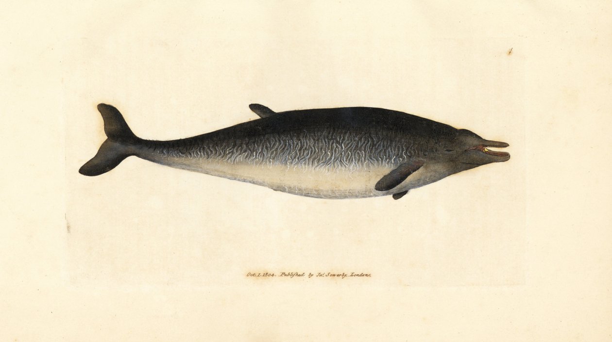 Balena dal becco di Sowerby, Mesoplodon bidens. Incisione a mano colorata a rame di James Sowerby da The British Miscellany, o Figure colorate di soggetti animali nuovi, rari o poco conosciuti da James Sowerby