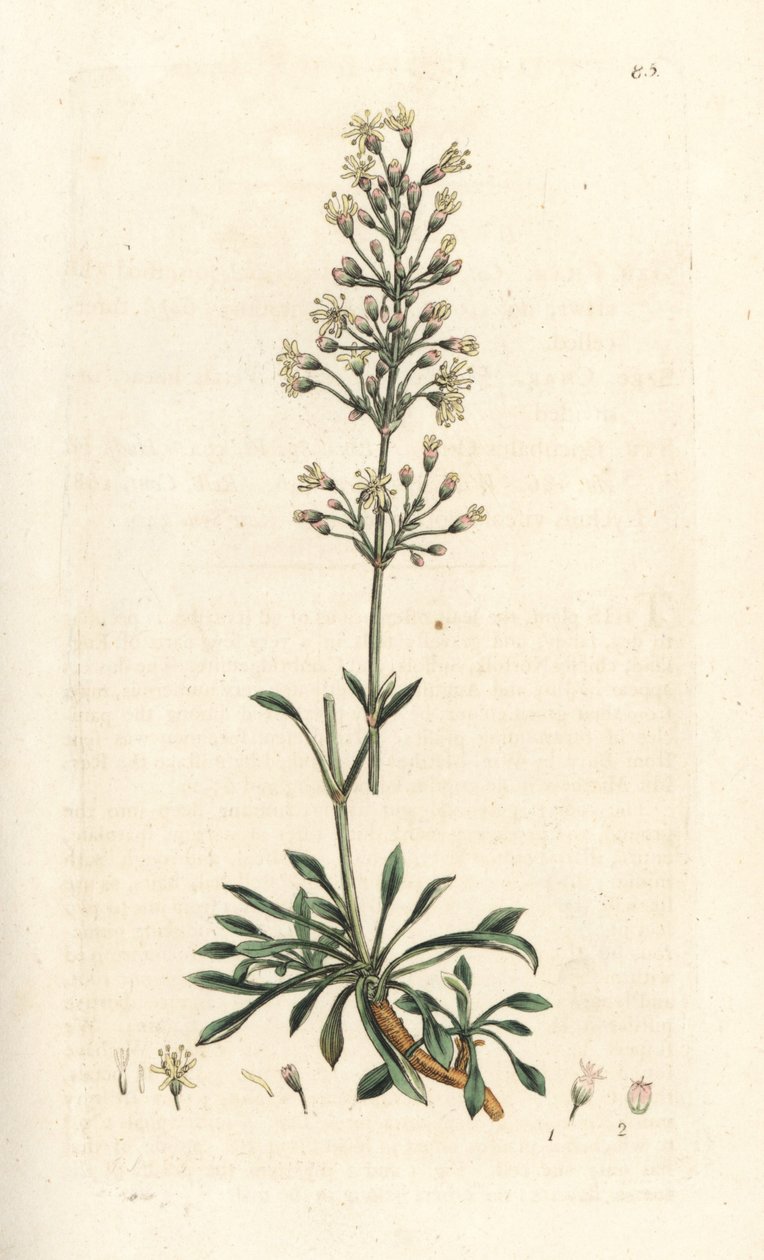 Silene otites da James Sowerby