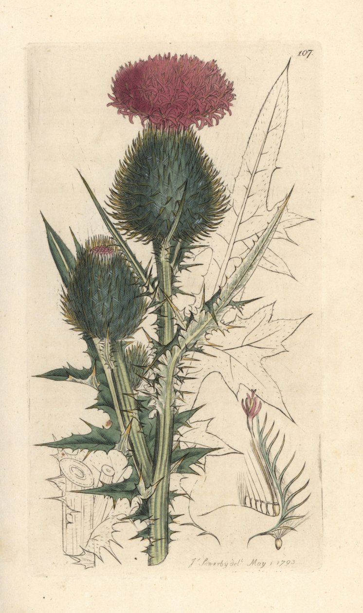 Cirsium vulgare da James Sowerby