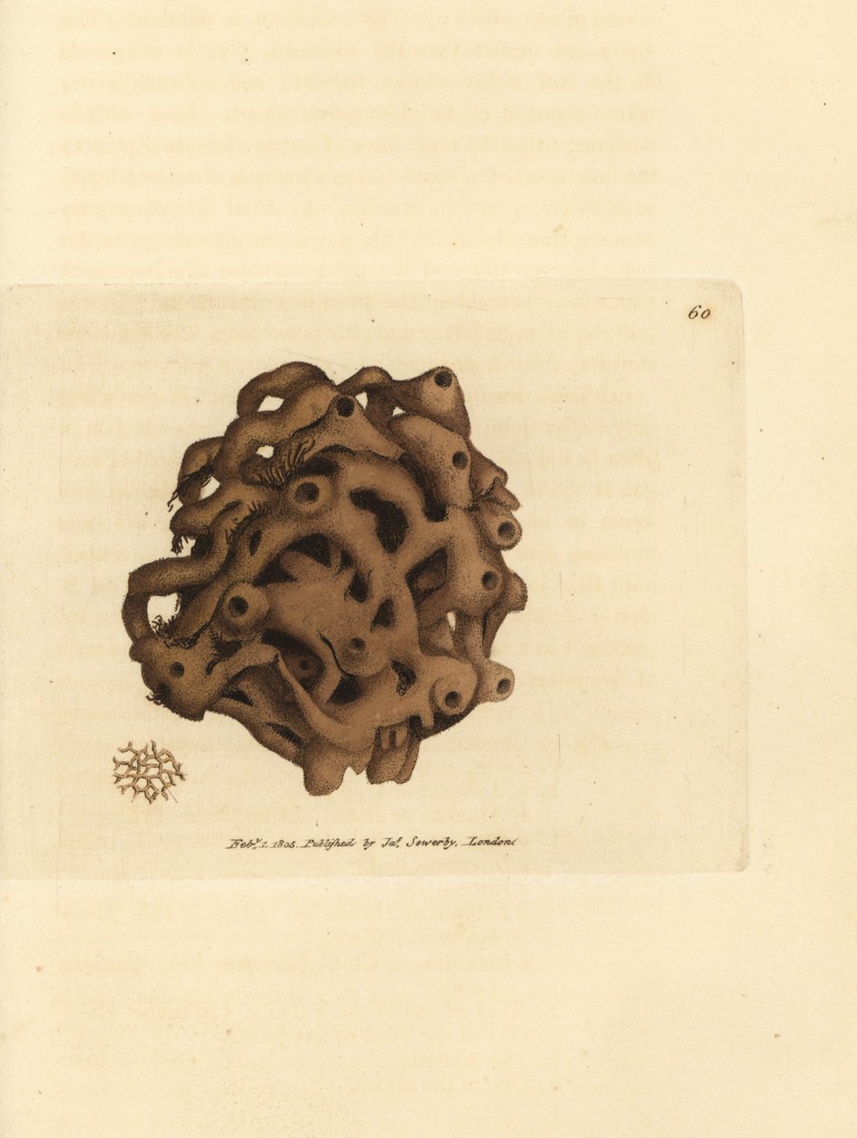 Spugna, Haliclona cinerea (Spugna cancellata, Spongia cancellata). Incisione a mano colorata da James Sowerby da The British Miscellany, o figure colorate di soggetti animali nuovi, rari o poco conosciuti. da James Sowerby