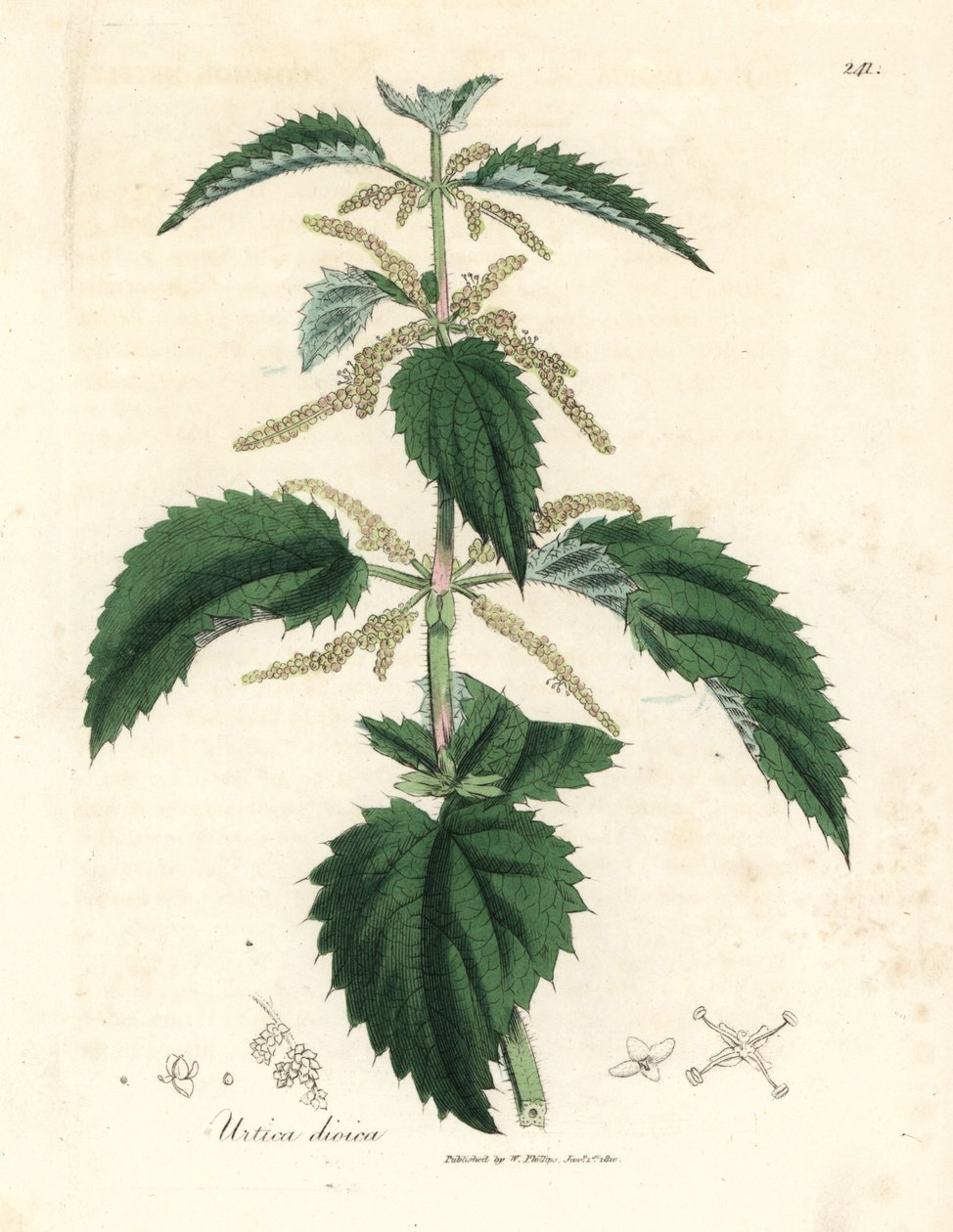 Ortica, Urtica dioica da James Sowerby