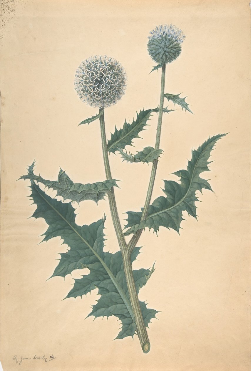 Studio di un Cardo, prima del 1822 da James Sowerby
