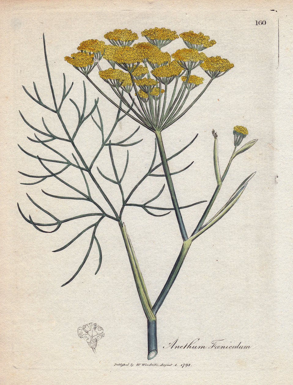Finocchio dolce (o finocchio di Provenza). Incisione a mano colorata su rame da un disegno di James Sowerby (1757-1822), in 