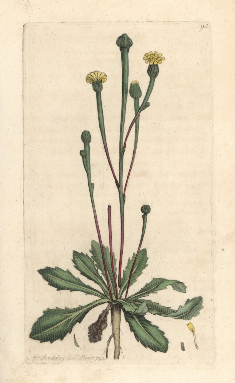 Cicoria di Swin, Arnoseris minima da James Sowerby