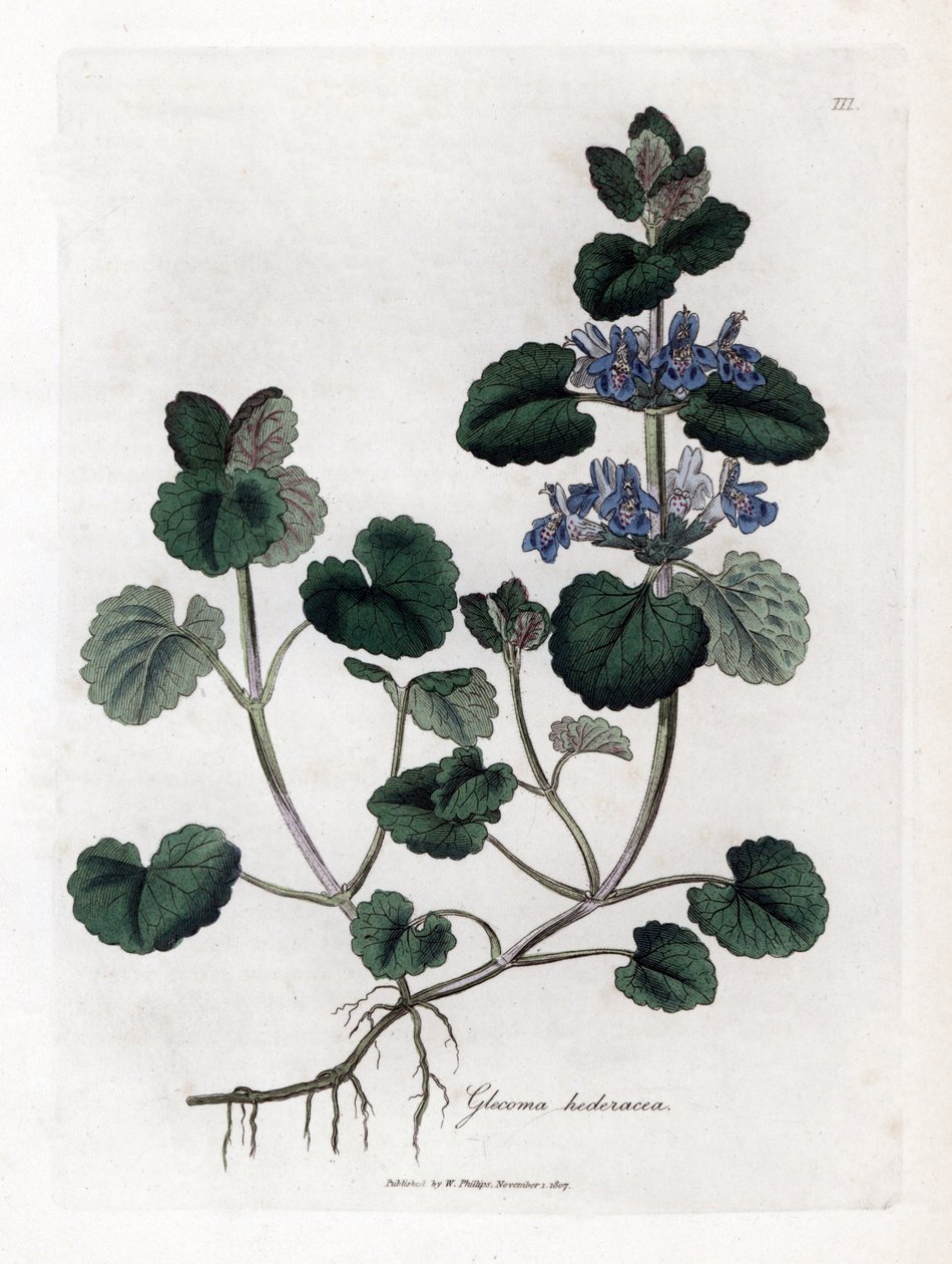 Edera terrestre, Glechoma hederacea. Incisione a mano colorata da un