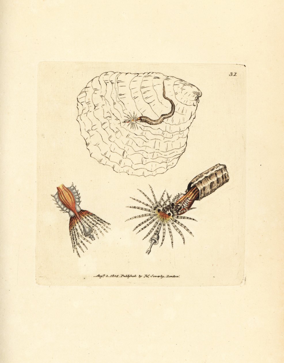 Verme a ventaglio Spirobranchus triqueter da James Sowerby
