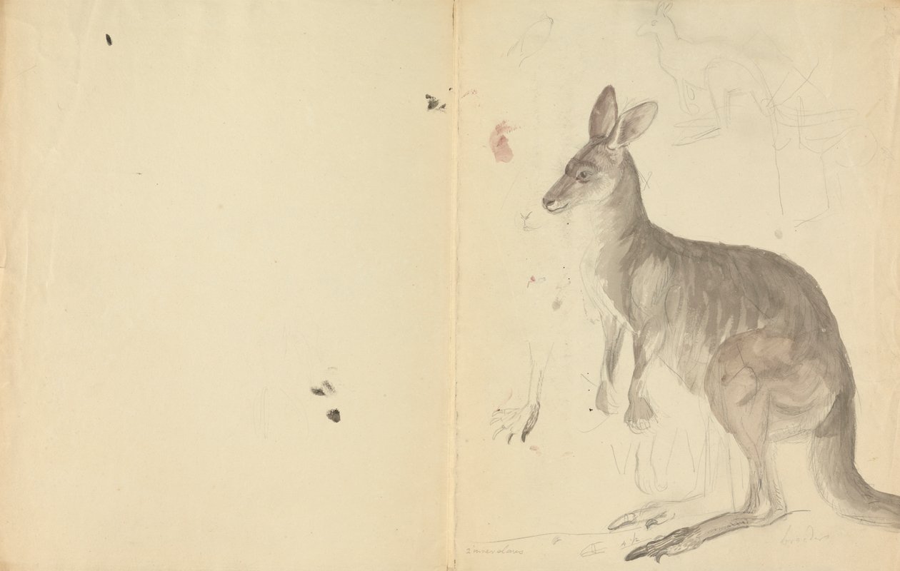 Due canguri con dettagli da James Sowerby