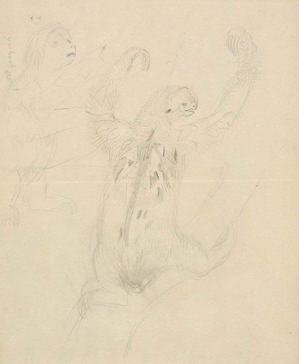 Due bradipi da James Sowerby