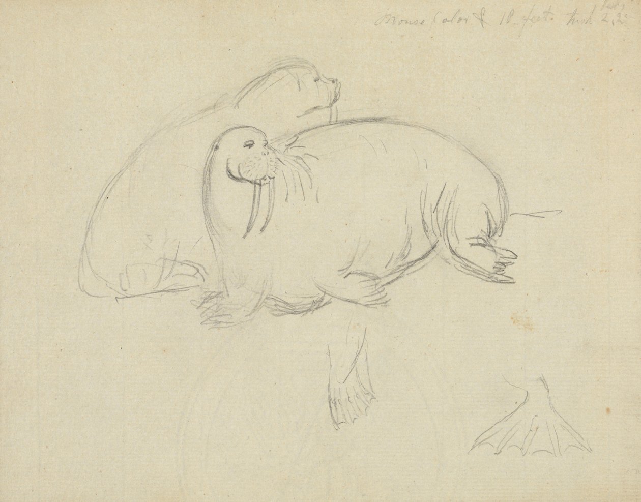 Due trichechi con dettaglio delle pinne da James Sowerby