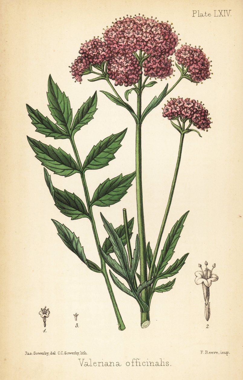 Valeriana, Valeriana officinalis. Litografia a mano colorata da Charlotte Caroline Sowerby da un