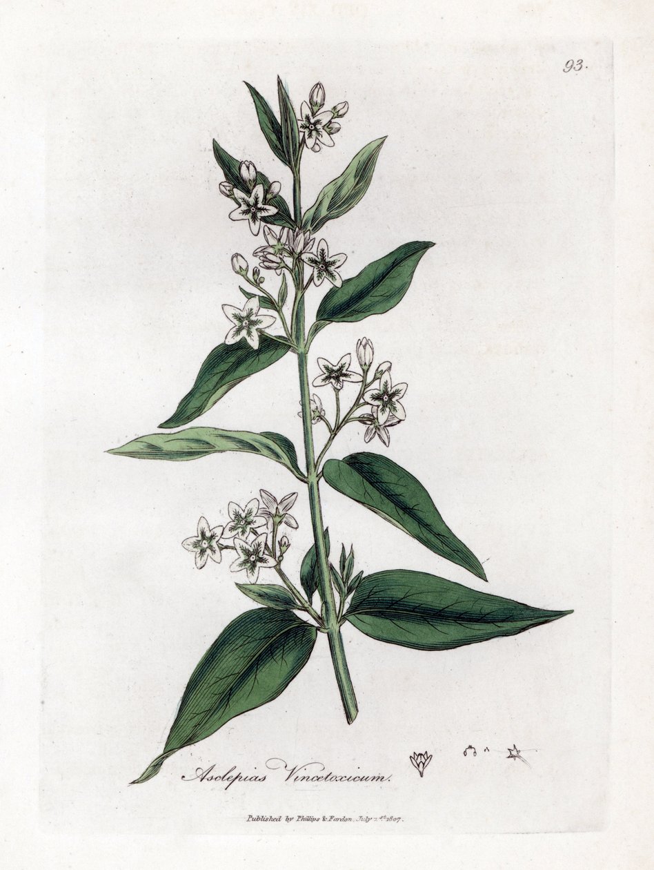 Asclepias vincetoxicum. Incisione a mano colorata su rame da un