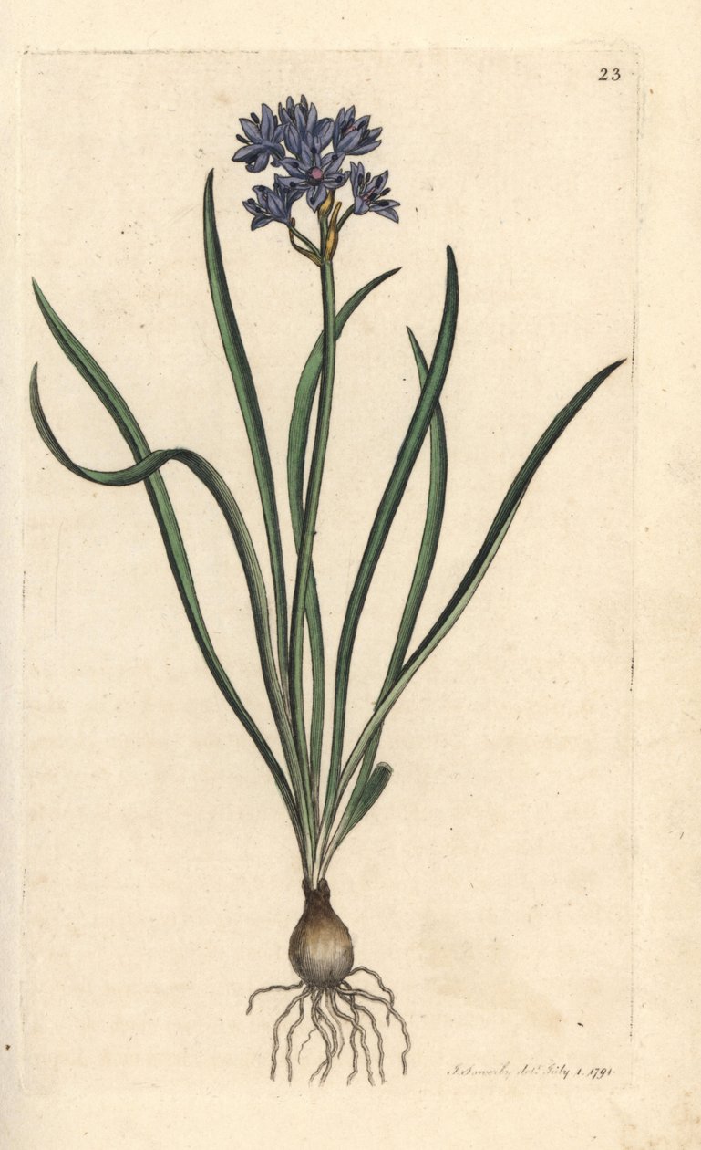 Scilla verna da James Sowerby