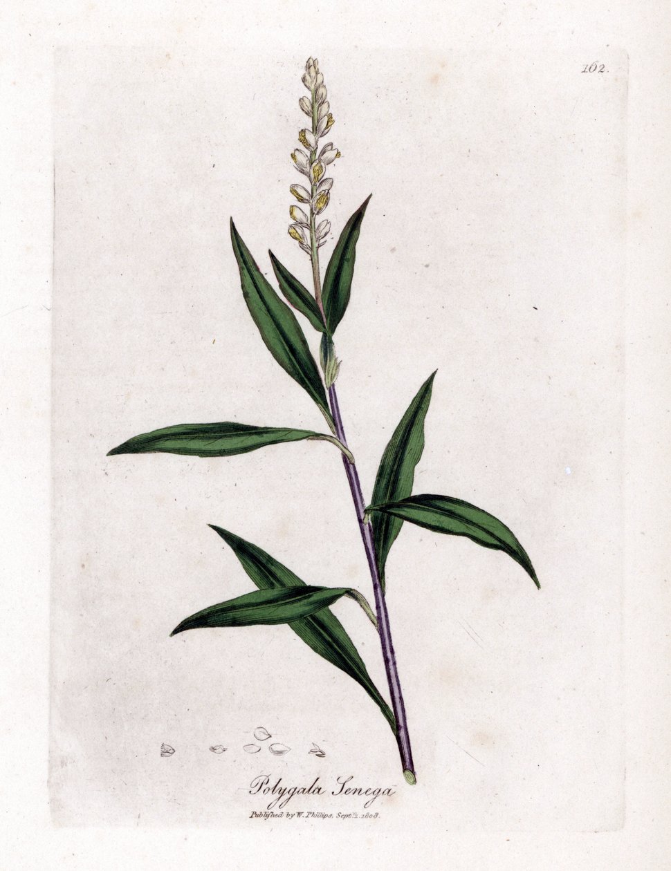 Poligala virginiana - Polygala senega da James Sowerby